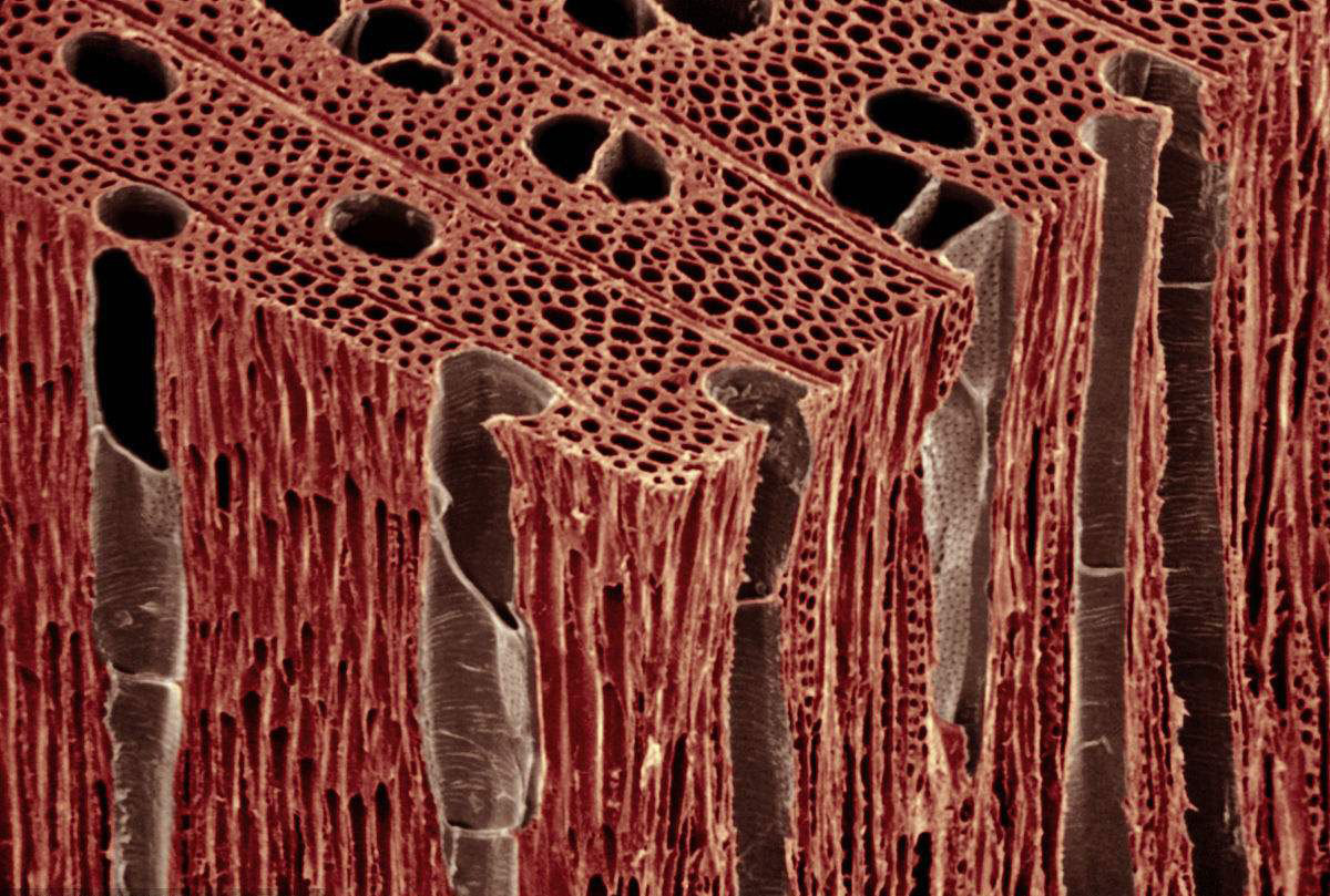 木材在显微镜下放大100倍